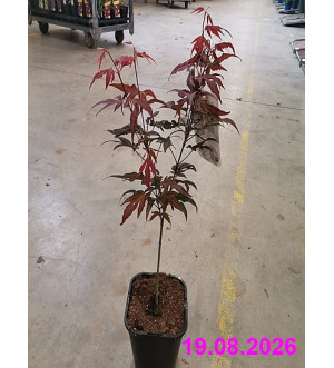 Acer palm. 'Atropurpureum' C 1,4 L